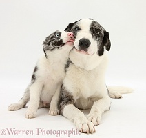 Blue merle Border Collie and pup
