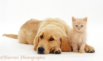 Golden Retriever pup with cream kitten