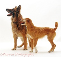 Alsatian and collie x terrier