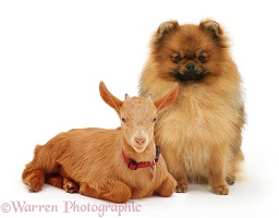 Red Pomeranian dog and goat kid