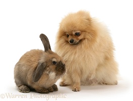 Pomeranian and rabbit