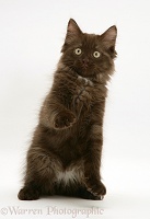 Chocolate Persian-cross kitten with raised paw