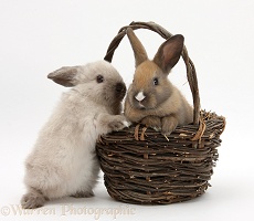 Baby rabbits in a wicker basket