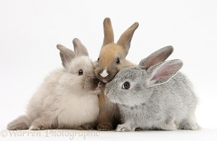 Three baby rabbits