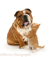 Bulldog and ginger kitten