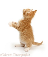 Ginger kitten standing and reaching up