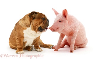 Bulldog and middle white piglet
