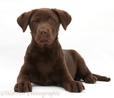 Chocolate Labrador pup, winking