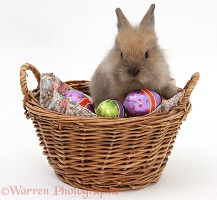 Baby rabbit in a basket with Easter eggs