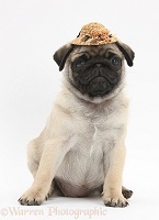 Fawn Pug pup, 8 weeks old, wearing a straw hat