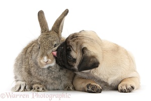 Fawn Pug pup, 8 weeks old, and young agouti rabbit