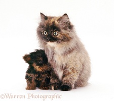 Yorkshire Terrier pup and fluffy tortoiseshell cat