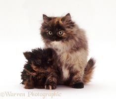 Yorkshire Terrier pup and fluffy tortoiseshell cat