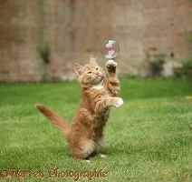 Ginger kitten swiping at a soap bubble