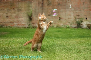 Ginger kitten swiping at a soap bubble