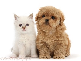 Peekapoo pup and white kitten