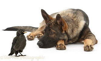 Alsatian and young Jackdaw