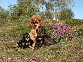 Red toy Poodle dog and his Cockapoo pups