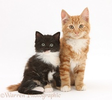 Ginger and black-and-white kittens