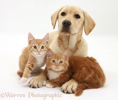Yellow Labrador pup and ginger kittens