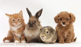 Ginger kitten with Cavapoo pup, rabbit and Guinea pig