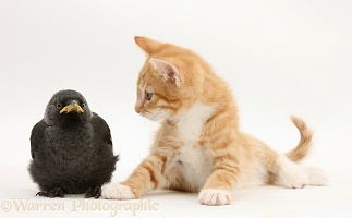 Ginger kitten and baby Jackdaw