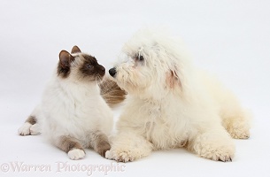 Bichon Frise dog and Birman cat