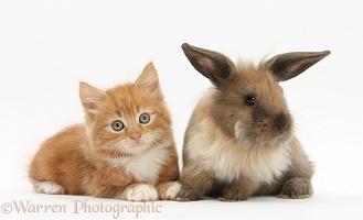 Ginger kitten and young Lionhead-Lop rabbit