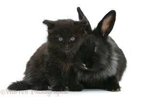 Black kitten with black Lionhead-cross rabbit