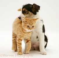 Ginger kitten and Border Collie pup