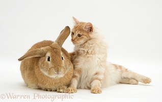 Red silver Turkish Angora cat and sandy Lop Rabbit
