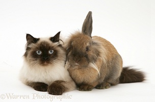 Young Birman-cross cat and Dwarf Lionhead x Lop rabbit