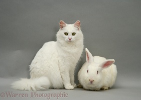 White rabbit and white cat on grey background