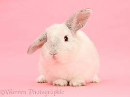 White rabbit on pink background