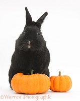 Black rabbit and pumpkins