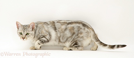 Young silver tabby cat