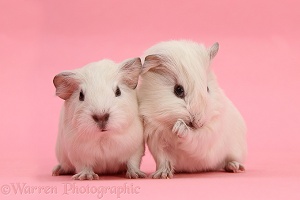 Two white baby Guinea pigs on pink background