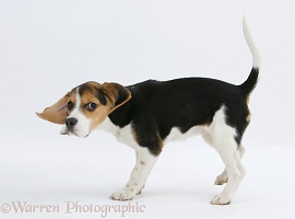 Beagle pup
