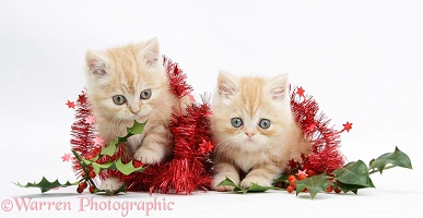 Ginger kittens with red tinsel and holly berries