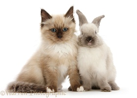 Ragdoll-cross kitten and young Colourpoint rabbit