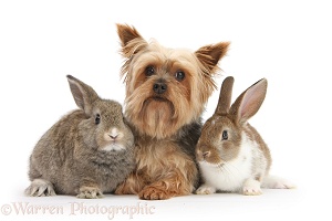 Yorkie and two young rabbits