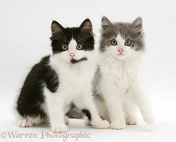 Black-and-white and grey-and-white Persian-cross kittens