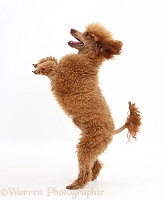 Red Toy Poodle standing up on hind legs