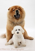 Bichon Frise and Chow Chow dog