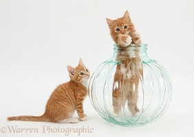 Ginger kittens playing in a glass vase