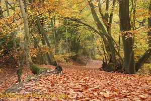 Autumnal beech woodland