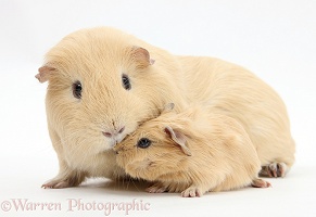 Yellow mother and baby Guinea pigs