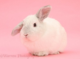 White Lop rabbit on pink background
