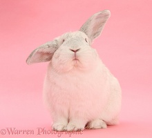White Lop rabbit on pink background