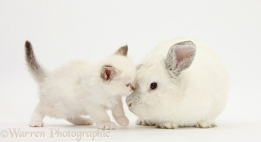 Colourpoint kitten and white rabbit